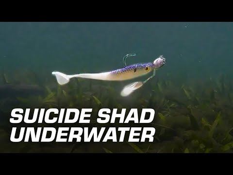 SX Suicide Shad 9 cm (3,5") Pearl White/Limetail 5 pezzi